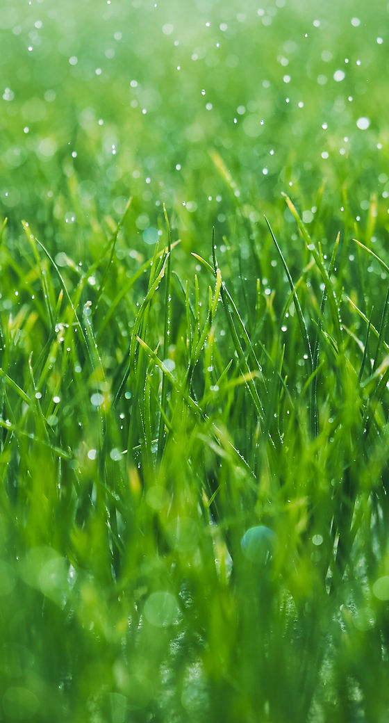 Belin Superior Lawn service LLC in Hartsville, SC
