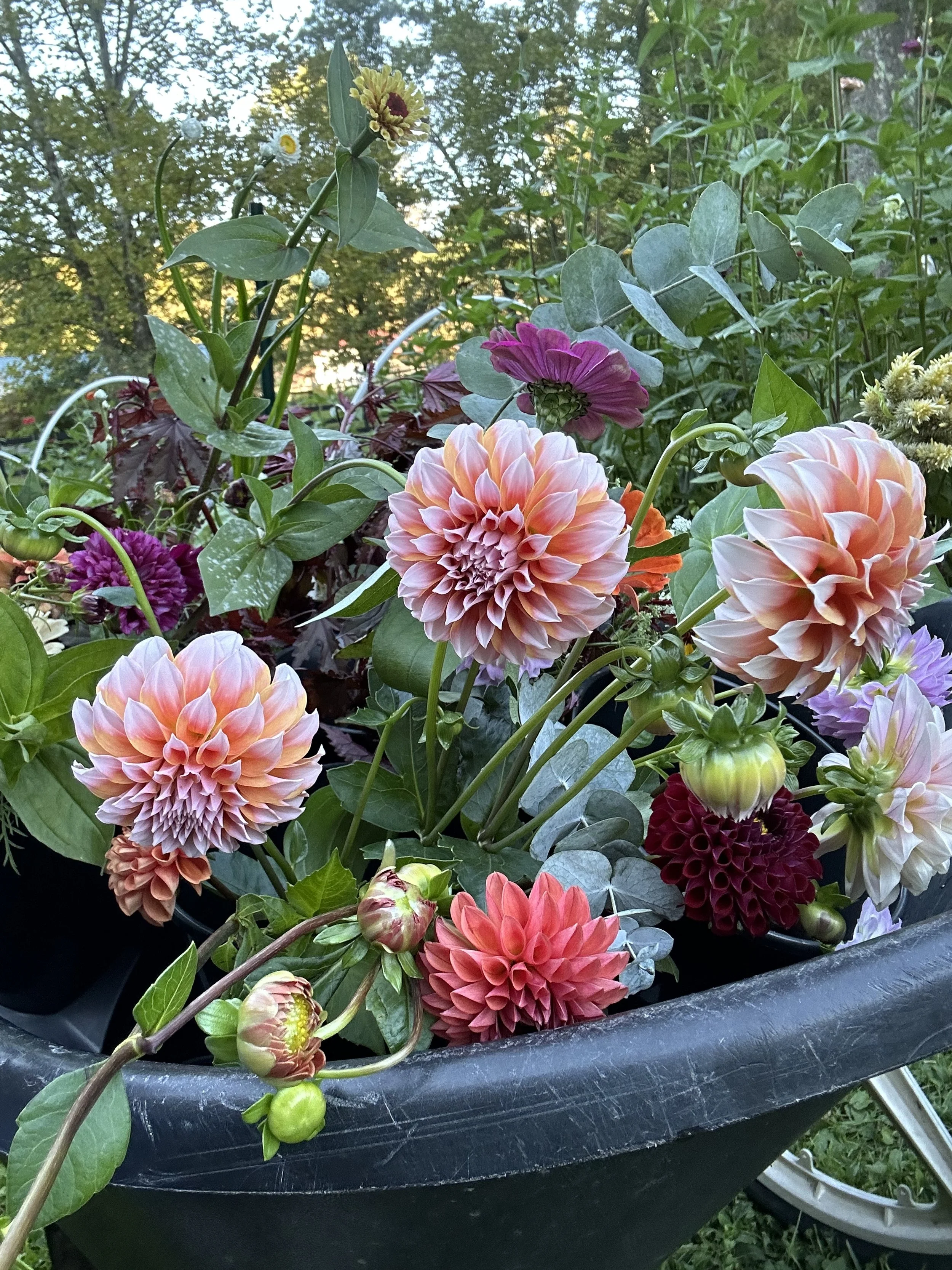 Black Sheep Bloomery LLC in Buckhannon, WV (4)