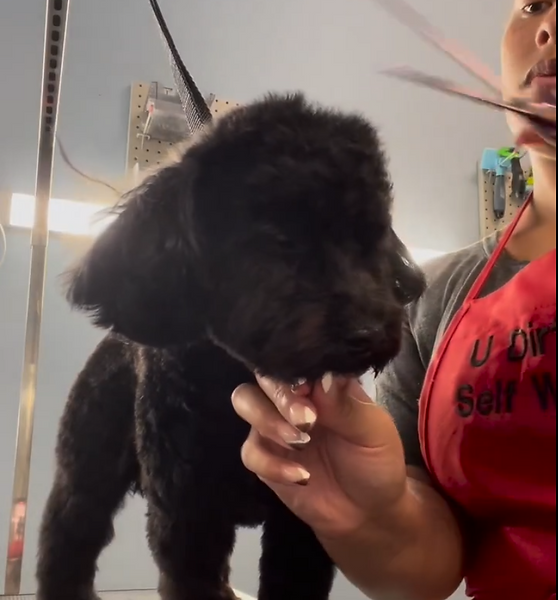 Livy’s Lavish Self Wash & Grooming in Durham, NC