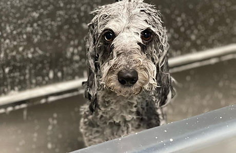 Livy’s Lavish Self Wash & Grooming in Durham, NC (6)