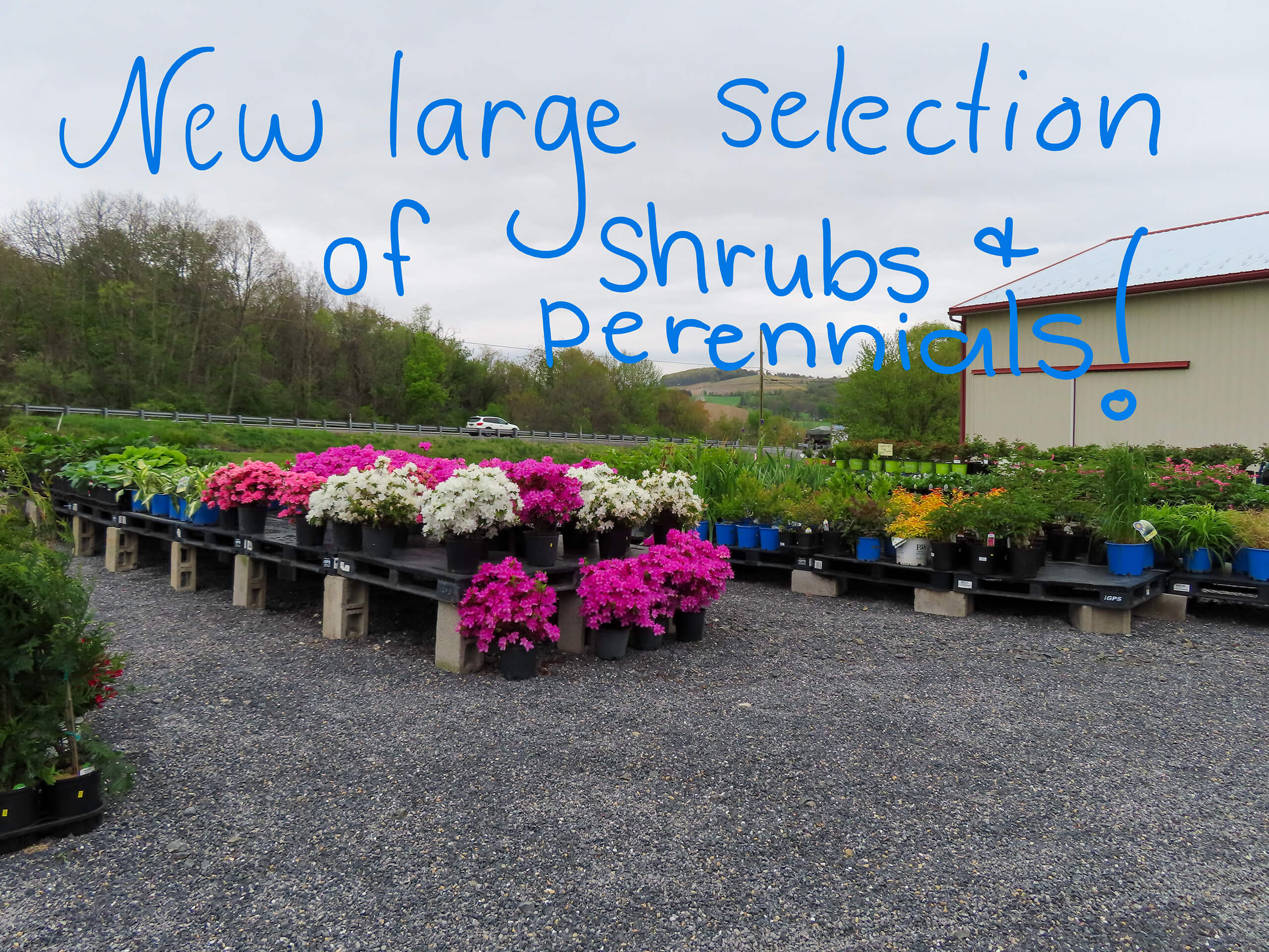 Sensenig's Country Market (FKA: Produce & Greenhouses) in Danville, PA (2)