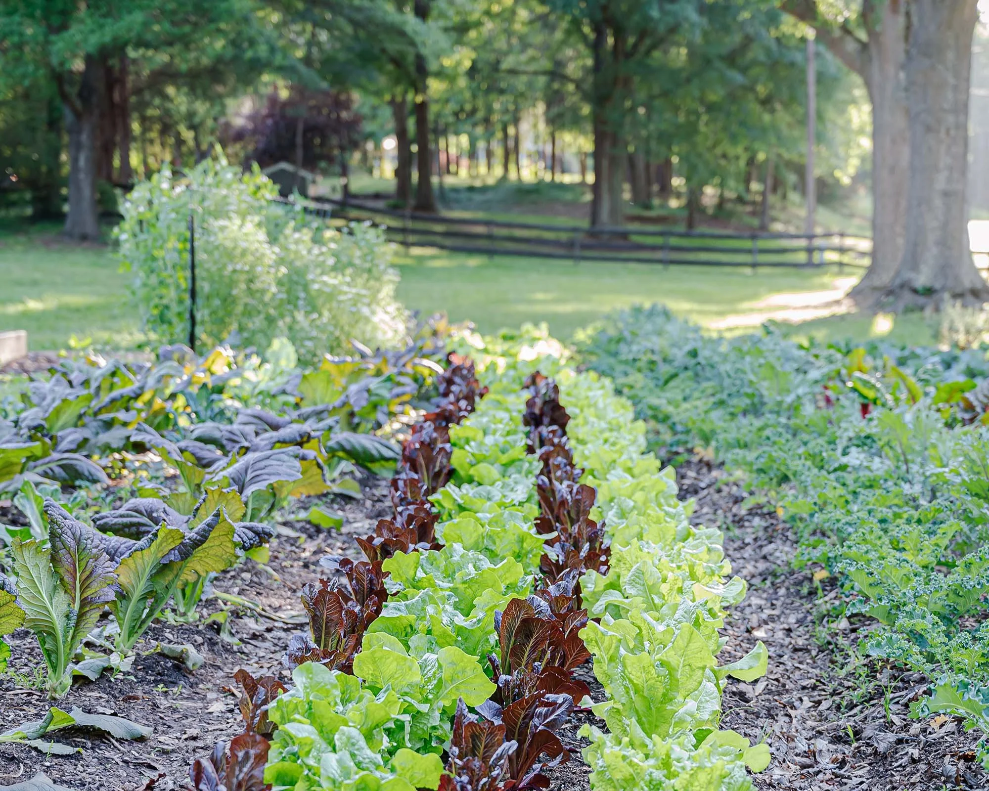 Deep Roots CPS Farm in Charlotte, NC (3)