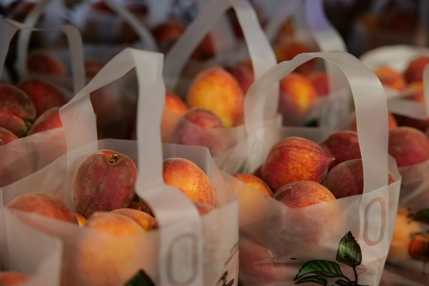 Mercier Orchards in Blue Ridge, GA (3)