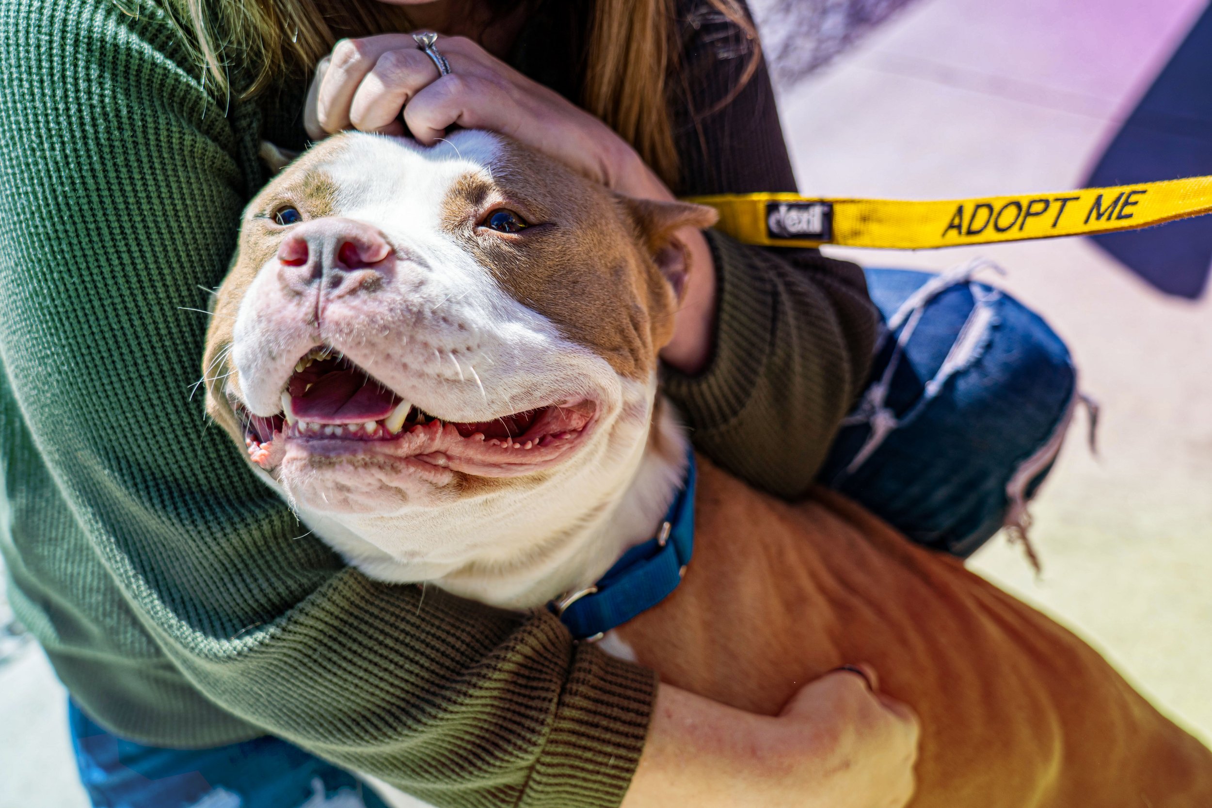 Multiple Breed Rescue in Grafton, OH