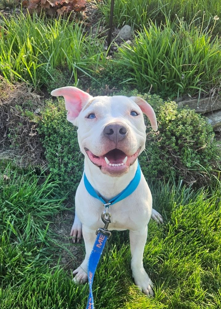 Multiple Breed Rescue in Grafton, OH (2)