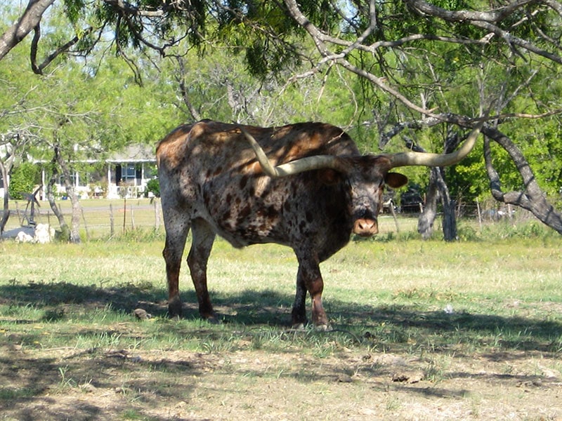 HomeLand Properties, Inc. in Huntsville, TX (2)