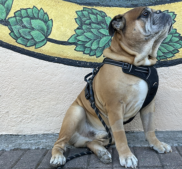 Hillside Tap Room & Beer Garden in Martinez, CA (2)