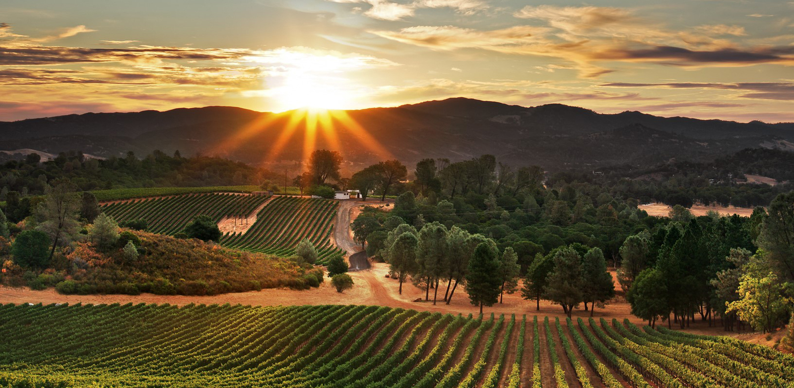 Iris Angeleri Realtor- Pivniska Real Estate Group in Kelseyville, CA