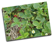 West Orchards Farm Market in Perry, OH
