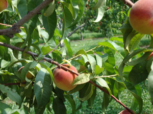 West Orchards Farm Market in Perry, OH (4)