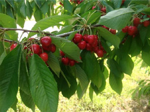 West Orchards Farm Market in Perry, OH (5)