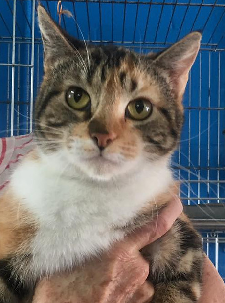 The Laguna Madre Humane Society in Port Isabel, TX