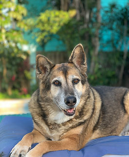 The Laguna Madre Humane Society in Port Isabel, TX (3)
