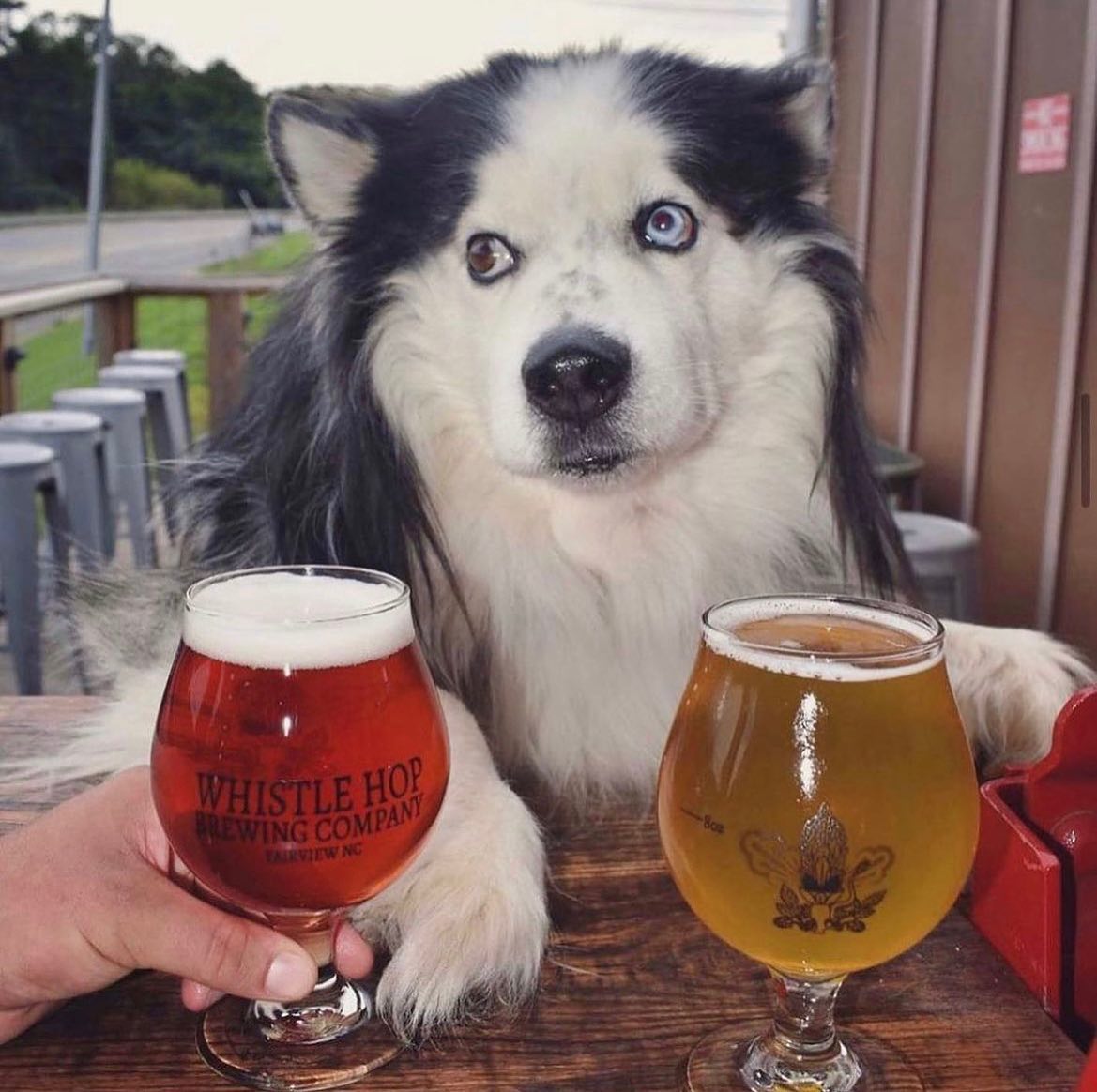 Whistle Hop Brewing Company in Fairview, NC (2)