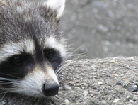 Florida Wildlife Busters, LLC in Lake Mary, FL (2)
