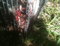 Florida Wildlife Busters, LLC in Lake Mary, FL (3)