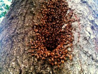Florida Wildlife Busters, LLC in Lake Mary, FL (4)