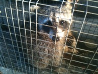 Florida Wildlife Busters, LLC in Lake Mary, FL (5)