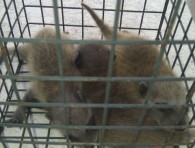 Florida Wildlife Busters, LLC in Lake Mary, FL (6)