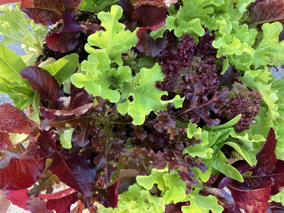 Private Farmer in Redwood City, CA (2)