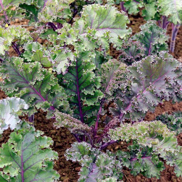 Private Farmer in Redwood City, CA (3)