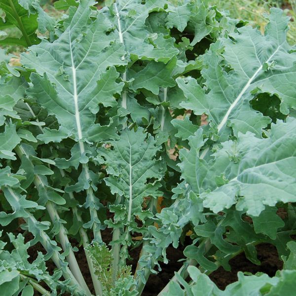 Private Farmer in Redwood City, CA (5)