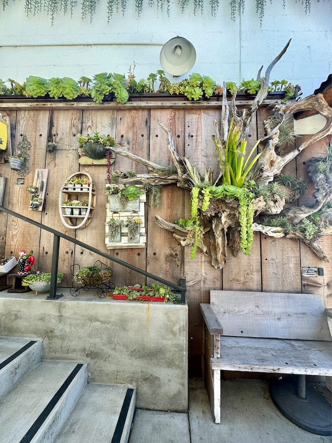 Succulent Coffee in Oceanside, CA (4)