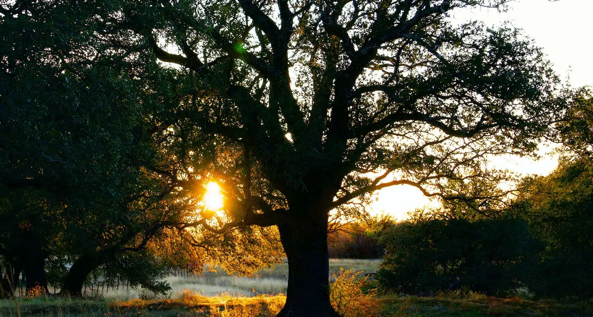 Law Office of Adriane S. Grace, PLLC in Frisco, TX (3)