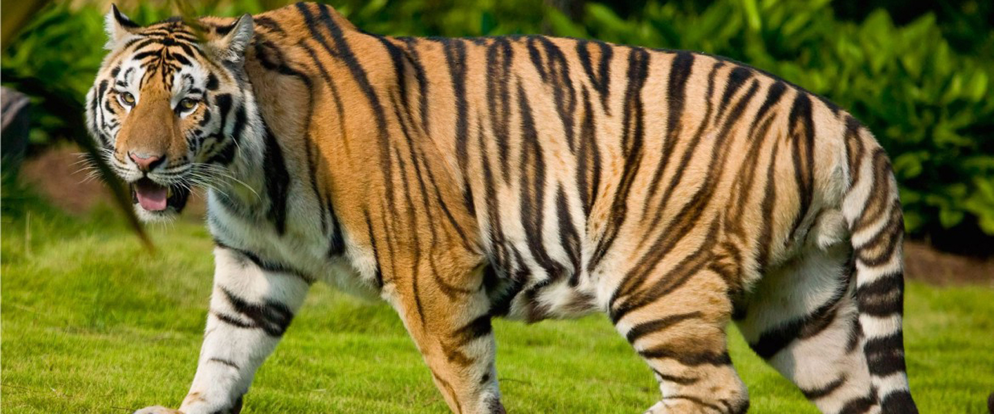 Tiger Tax and Bookkeeping Service in Round Rock, TX