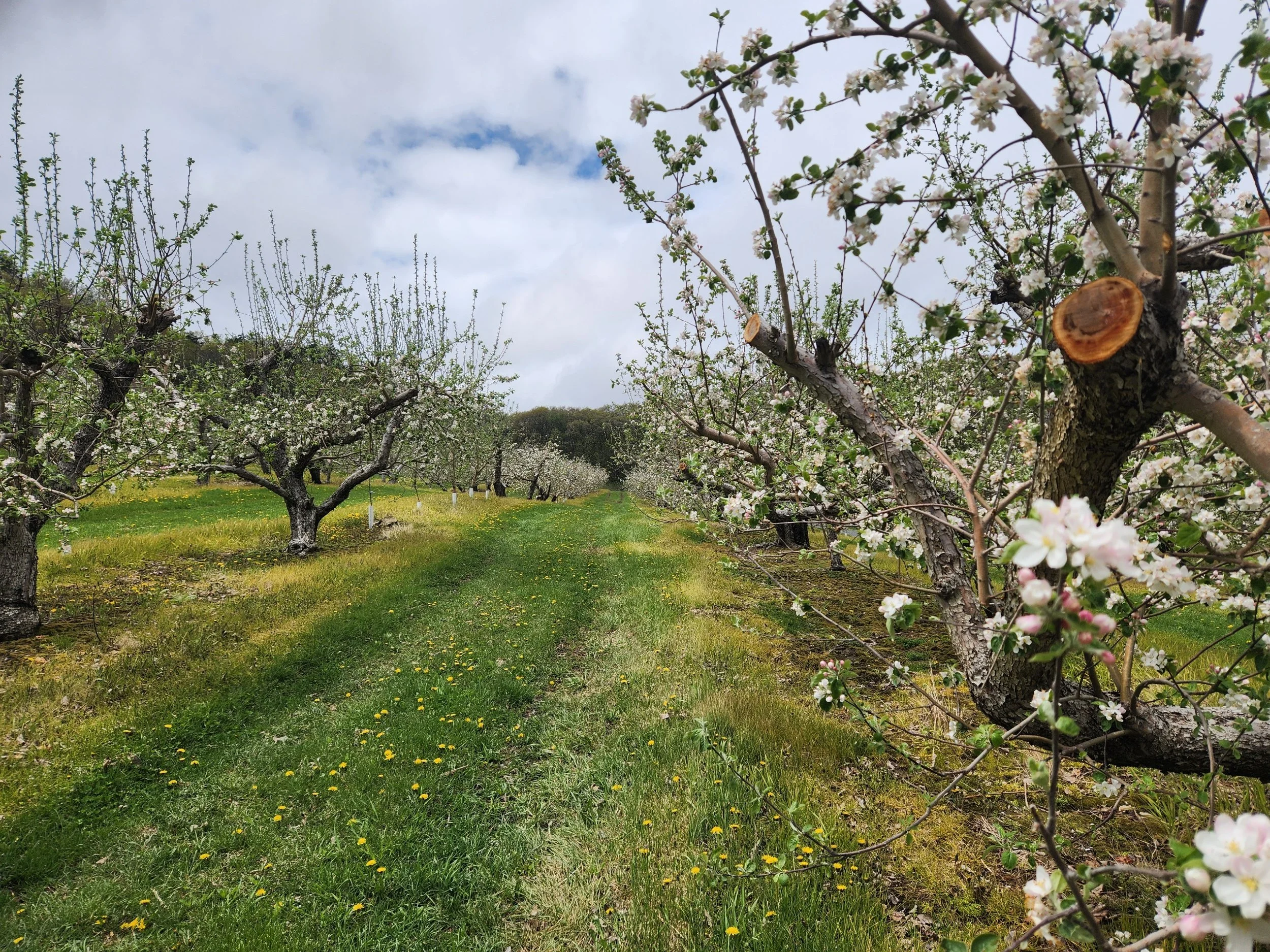 Cain's Orchard in Hixton, WI (2)