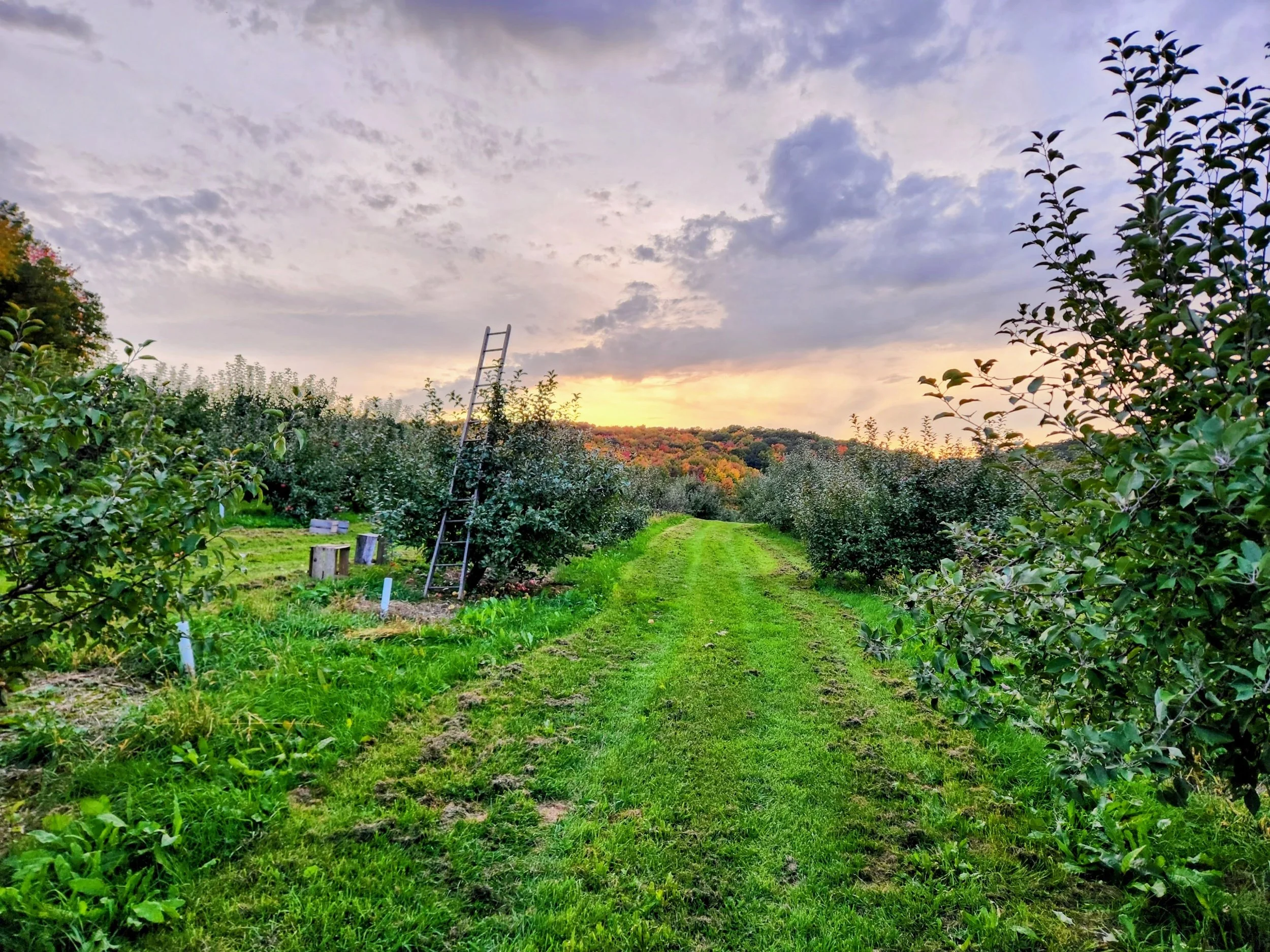 Cain's Orchard in Hixton, WI (6)