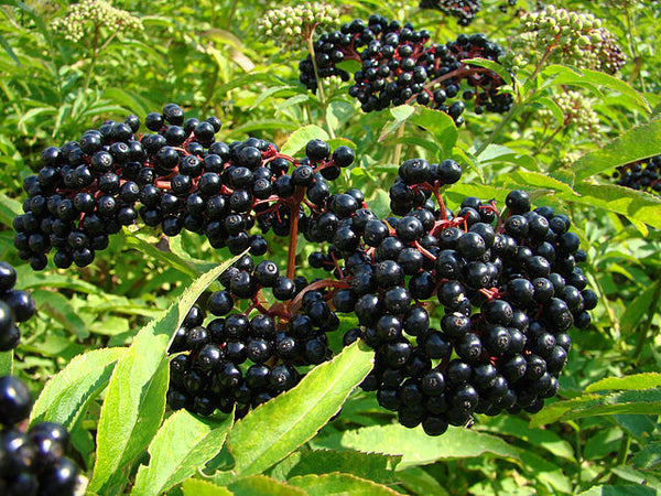 Staunton Olive Oil Company, LLC in Staunton, VA (5)