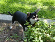 Bevilacqua Mike L CPA in Glendora, CA