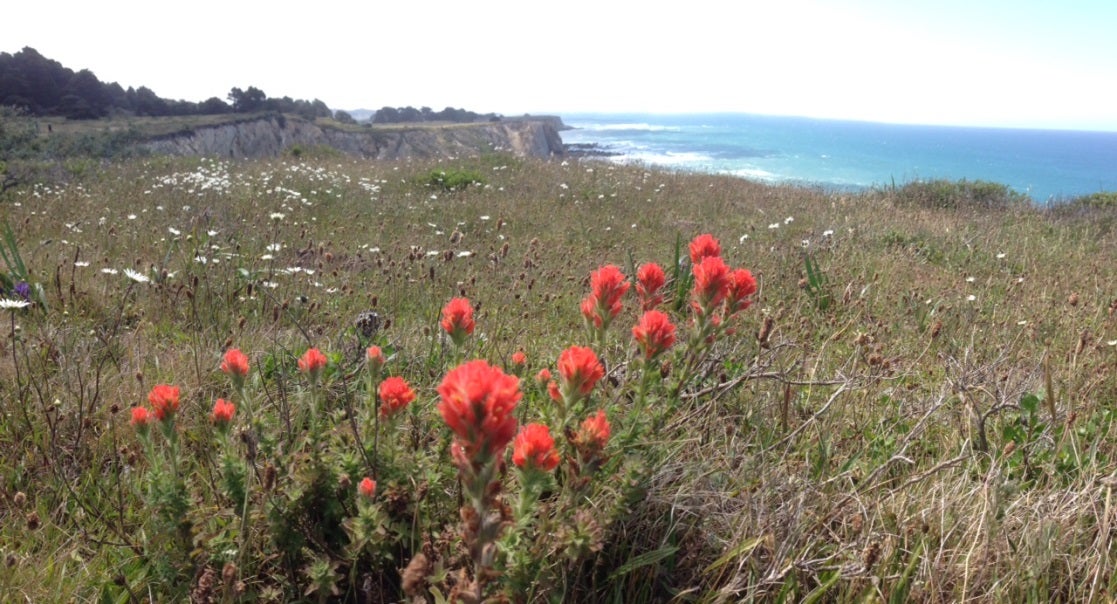 Pelican Bluffs in Point Arena, CA (4)