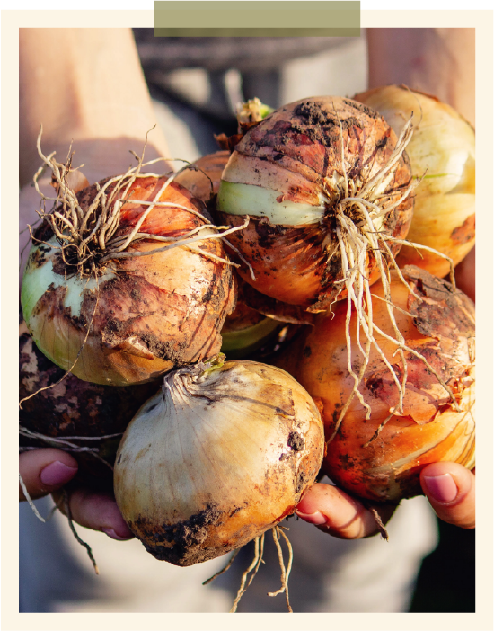 Vidalia Onion Committee in Vidalia, GA