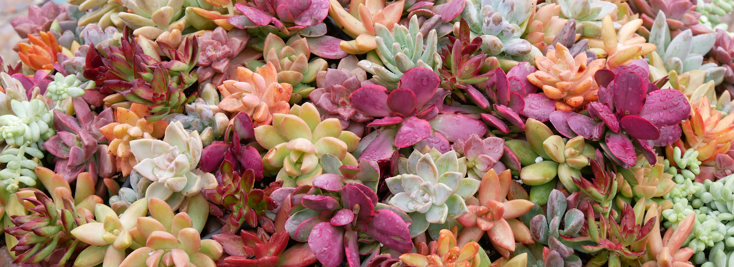 Mountain Crest Gardens in Fort Jones, CA (3)