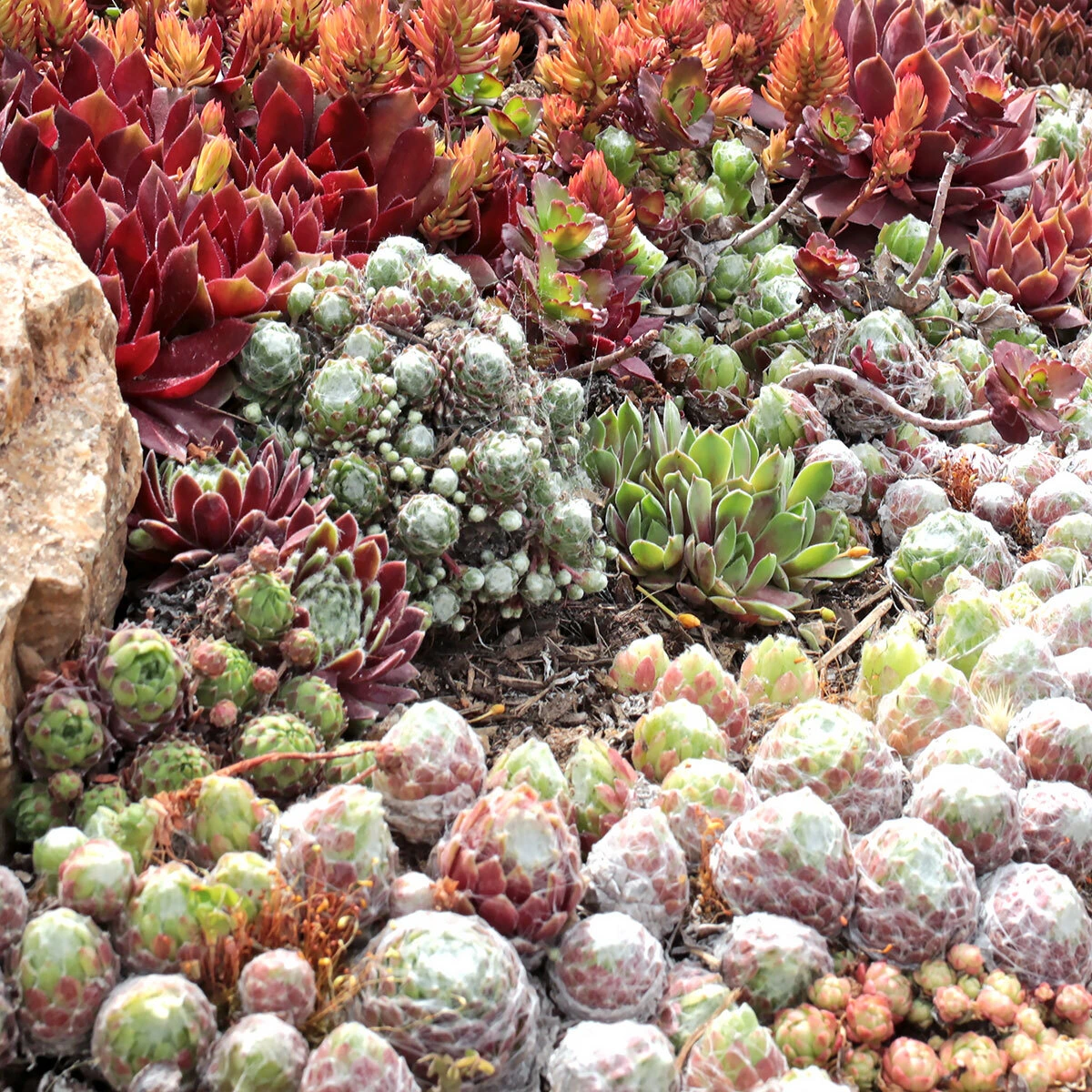 Mountain Crest Gardens in Fort Jones, CA (5)