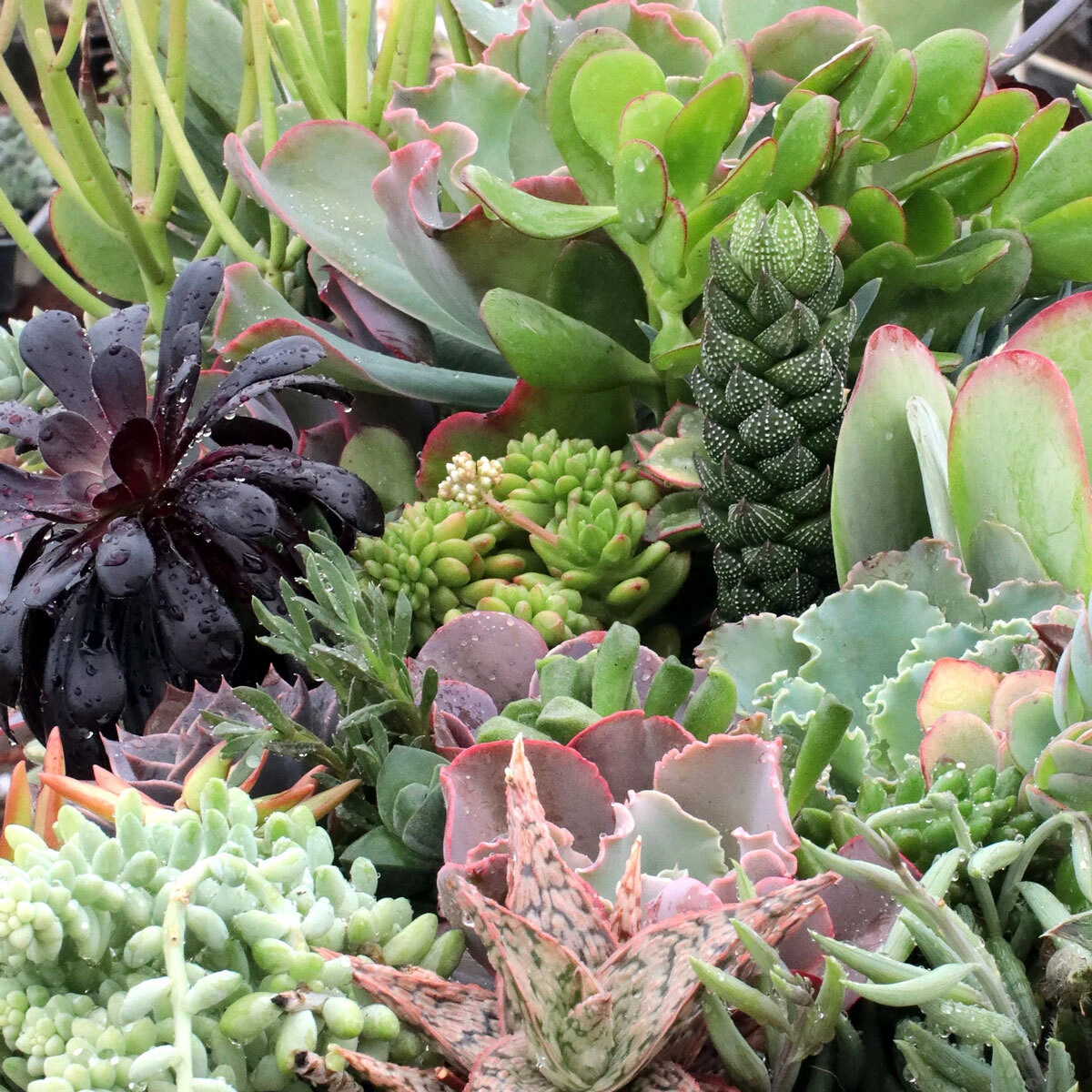 Mountain Crest Gardens in Fort Jones, CA (6)