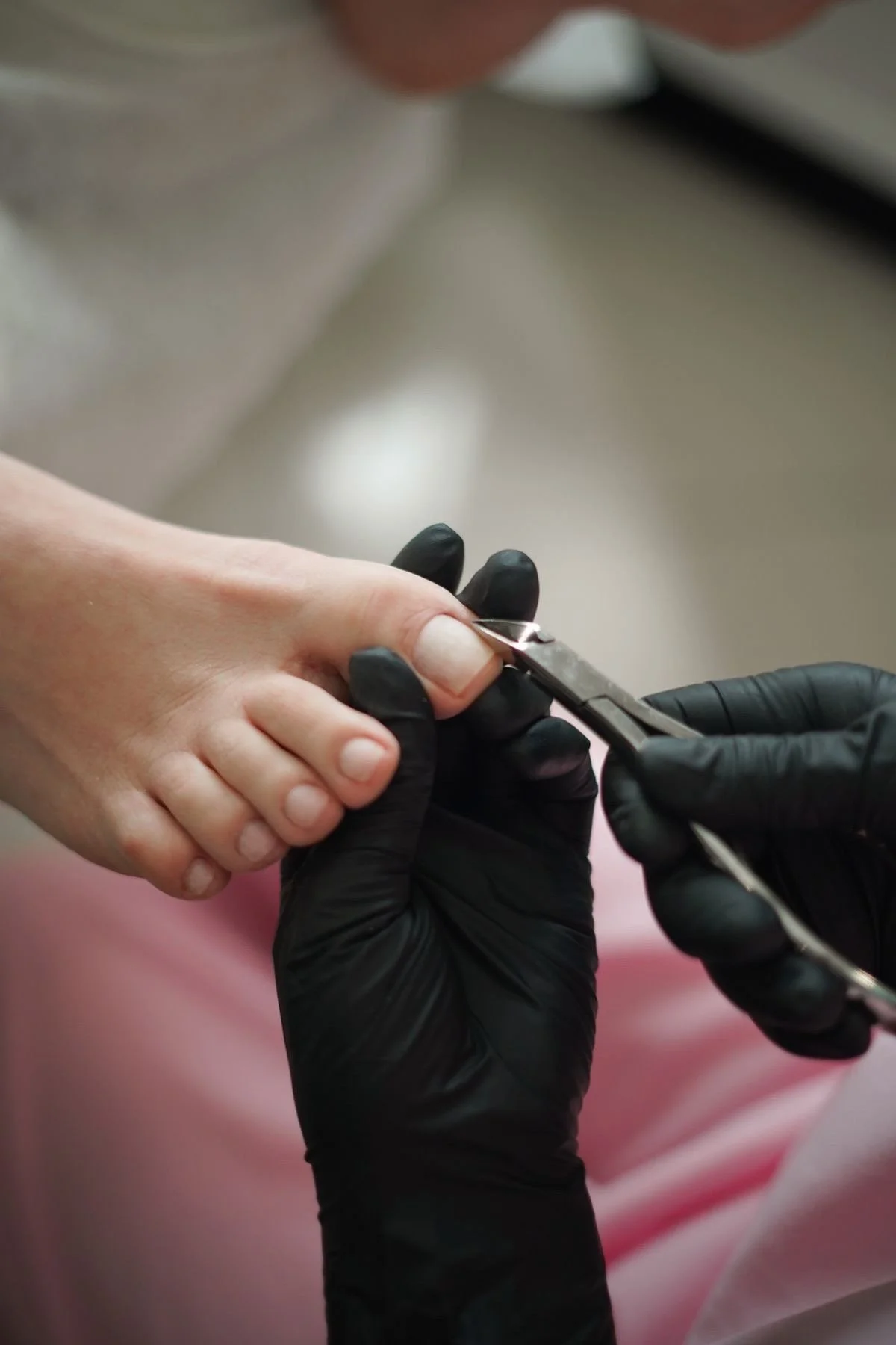 Aninails in Palm Harbor, FL (4)