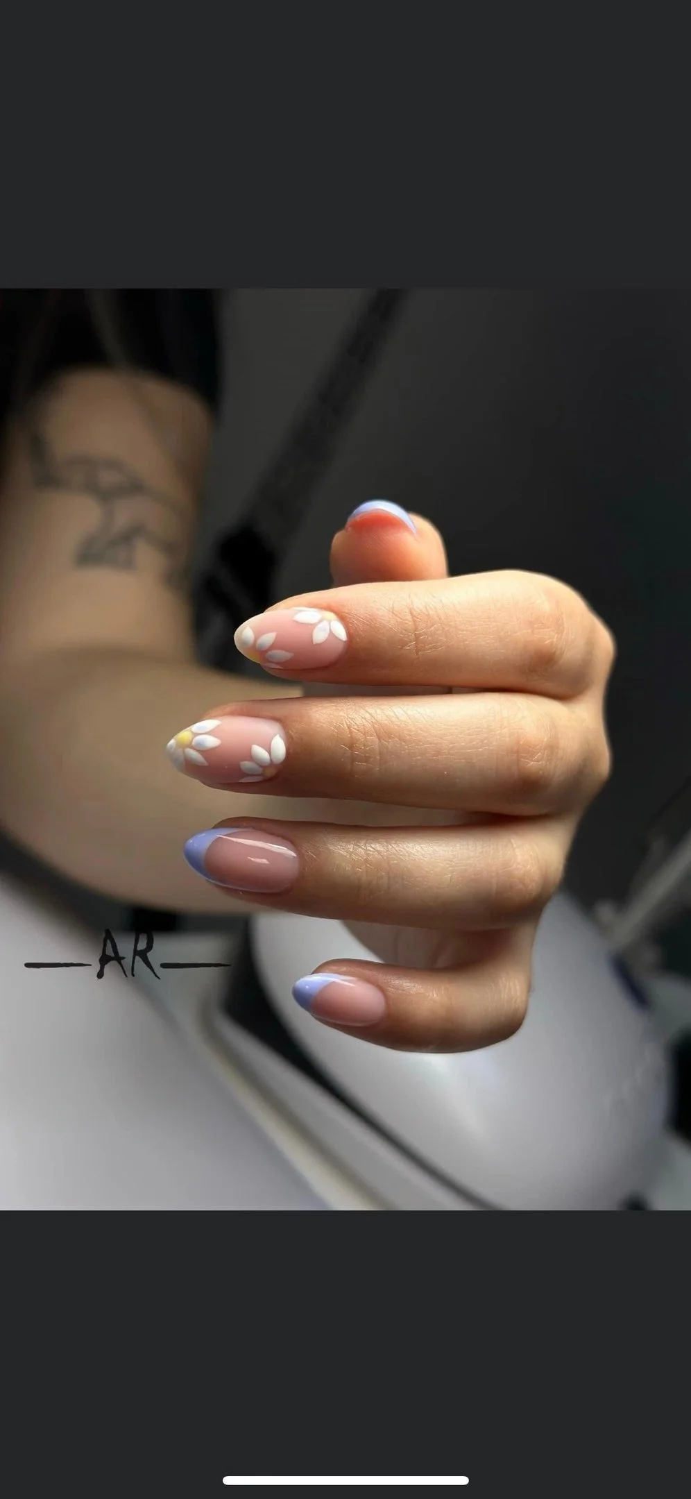 Aninails in Palm Harbor, FL (5)