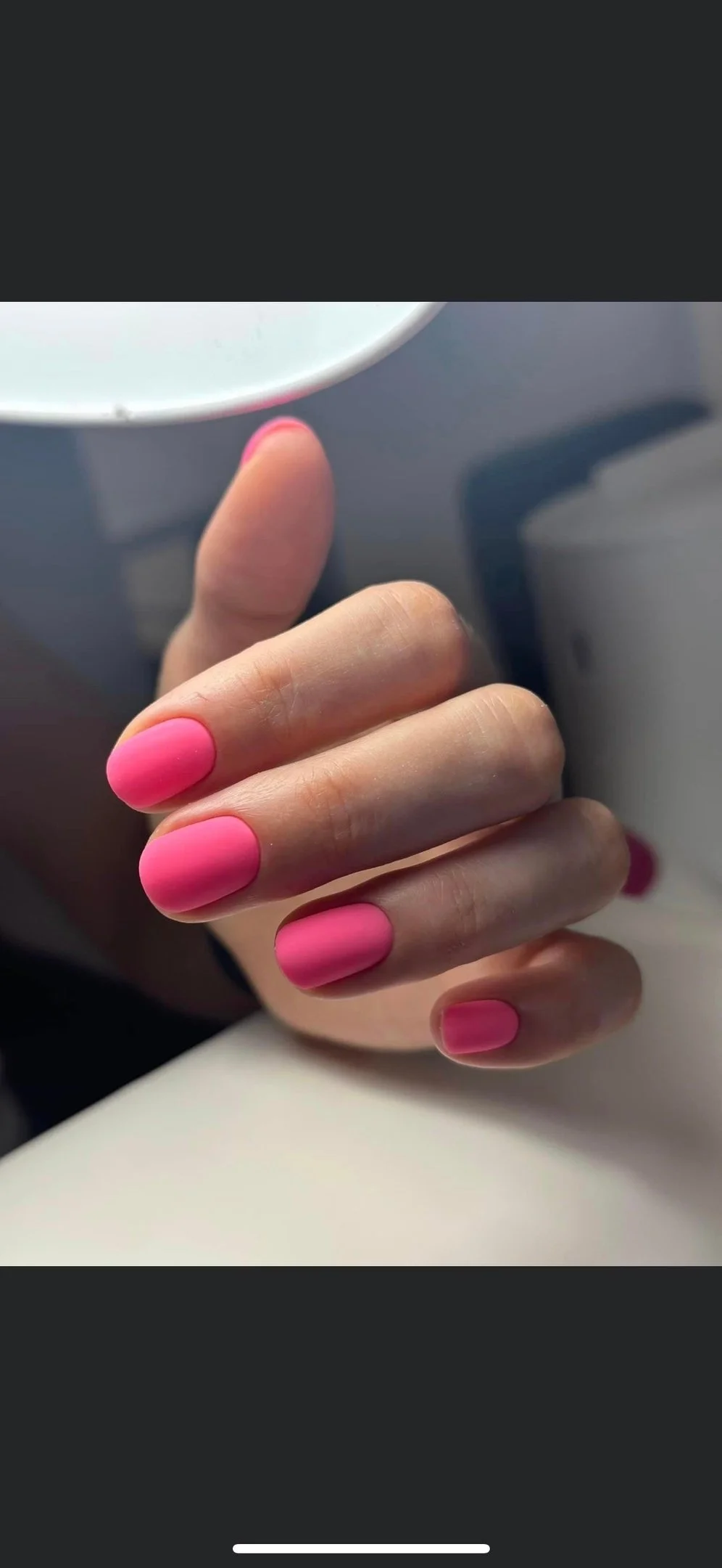 Aninails in Palm Harbor, FL (6)