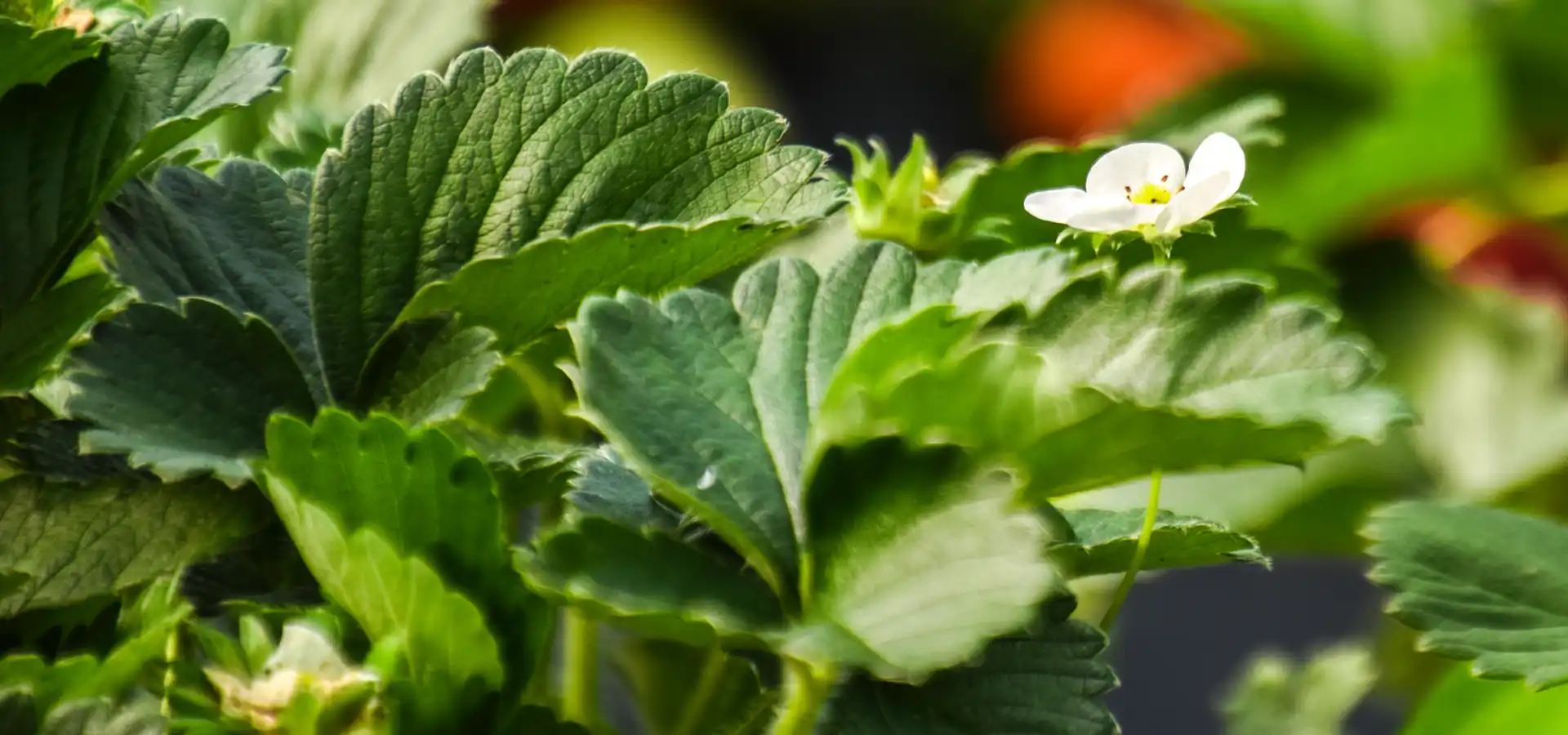 Flyte Family Farms in Coloma, WI (4)