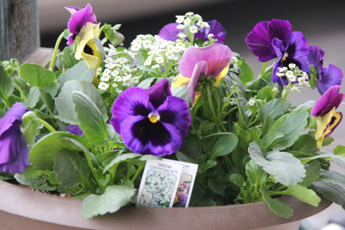 Green Ridge Country Market in Mifflinburg, PA (4)
