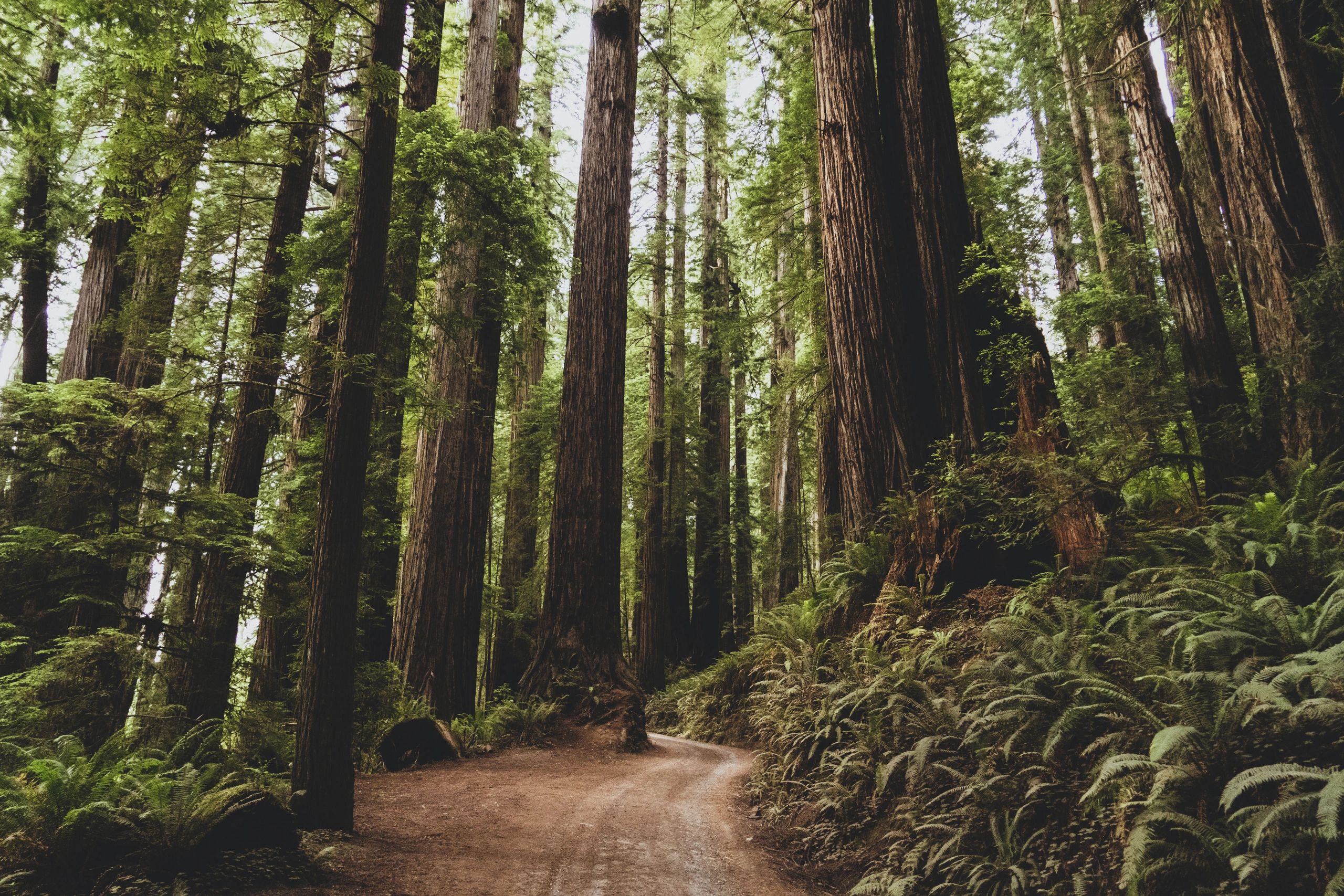 North Coast Taxes in McKinleyville, CA