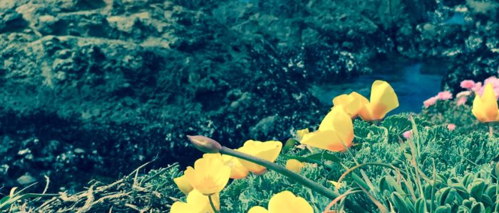 Coastal Mendocino Association of REALTORS in Fort Bragg, CA (5)