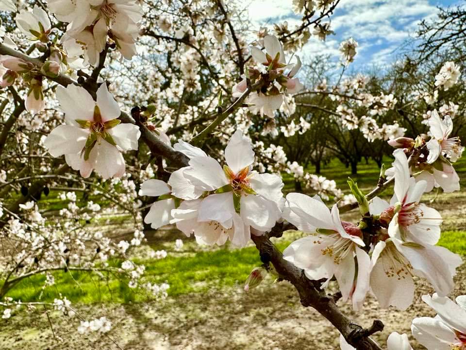 Almond Blossom Skincare Studio in Ripon, CA (2)