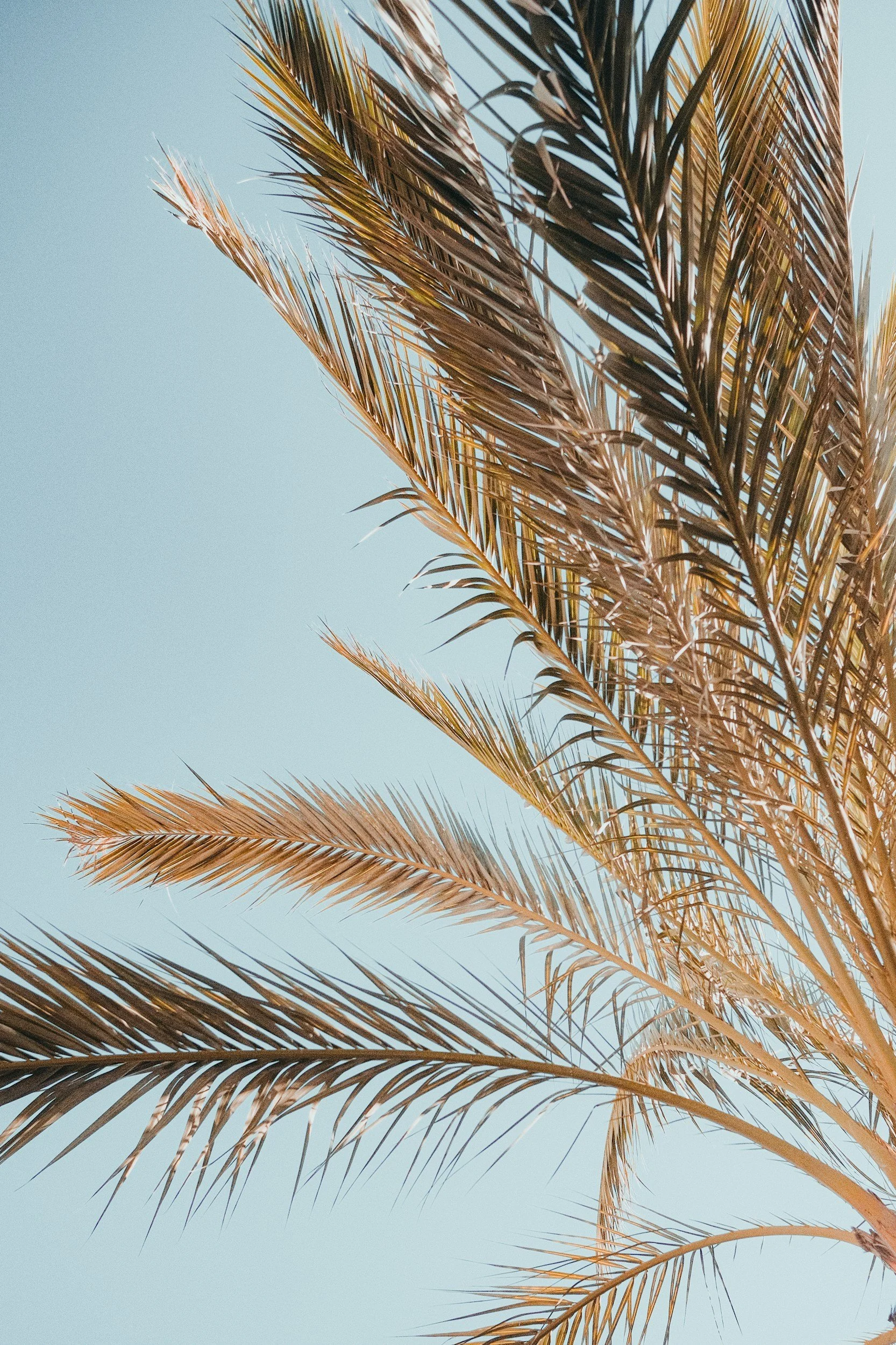 Melbourne Florida Real Estate Expert, Megan Ryker in Satellite Beach, FL (2)