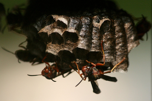 Bulwark Exterminating in Matthews, NC (2)