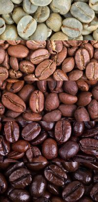 Nosey Goat Coffee in Tampa, FL (2)