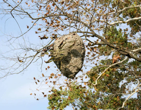 Triple H Pest Services in Mine Hill, NJ (4)